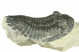 Bargain, Hollardops Trilobite Fossil - Ofaten, Morocco #287479-2